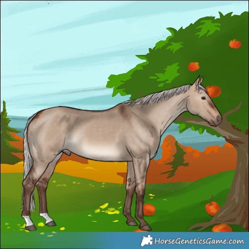 Horse Color:Silver Brown Dun 
