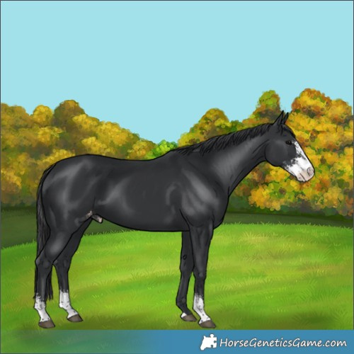Horse Color:Black Sabino Appaloosa