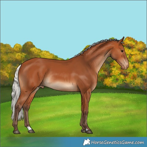 Horse Color:Silver Bay Appaloosa Rabicano