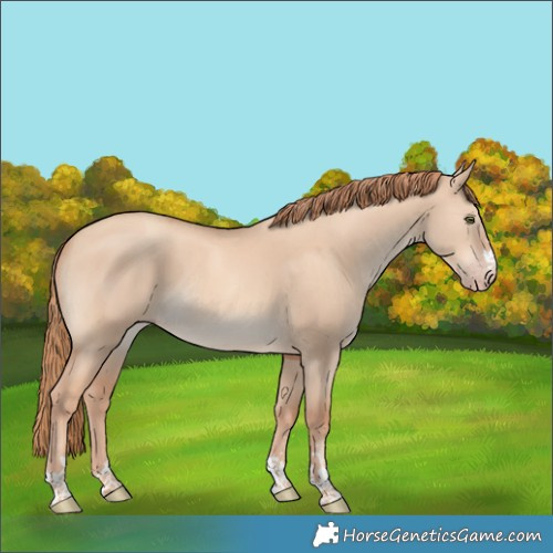 Horse Color:Gold Champagne Dun