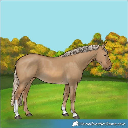 Horse Color:Chocolate Palomino Dun Tobiano