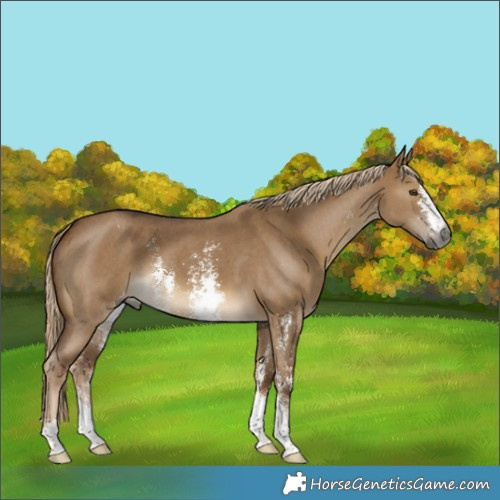 Horse Color:Gray Chocolate Palomino Dun Sabino Appaloosa 