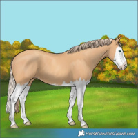 Horse Color:Gold Champagne Splash 
