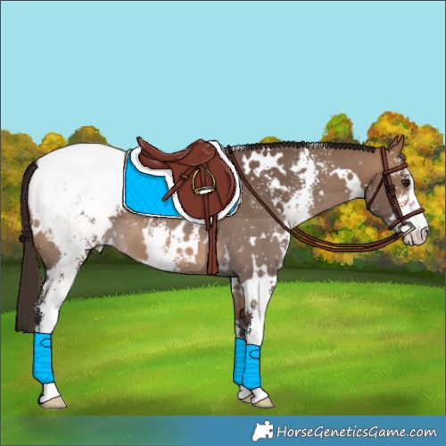 Horse Color:White Spotted Bay Dun Sabino Snowcap 