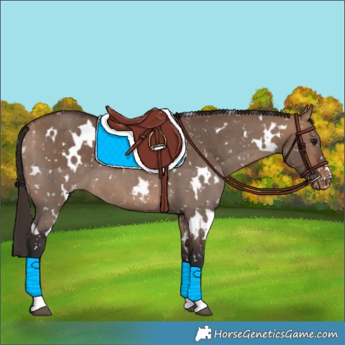 Horse Color:White Spotted Bay Dun Appaloosa