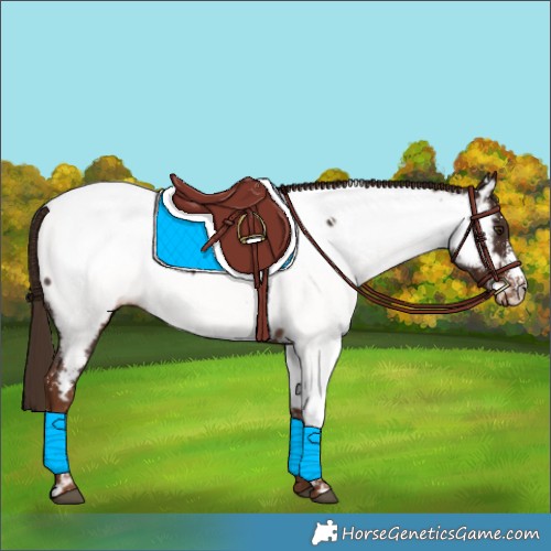 Horse Color:White Spotted Liver Chestnut Sabino Appaloosa 