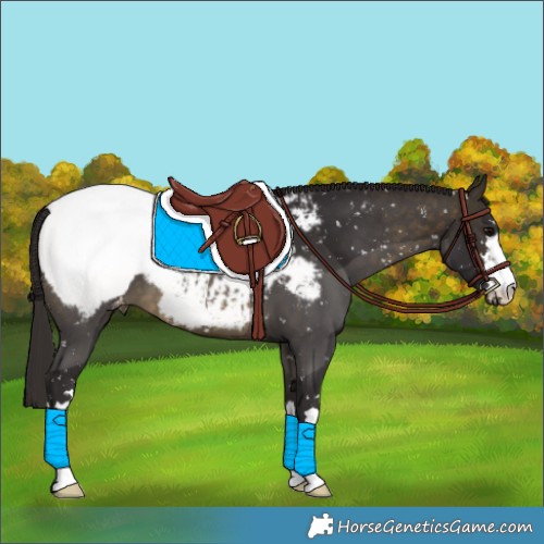 Horse Color:Buckskin Snowcap 