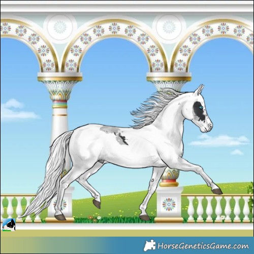 Horse Color:Black Merle