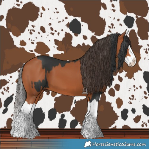 Horse Color:Black Splash and Bay Splash