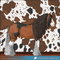 Horse Color:Black Splash and Bay Splash