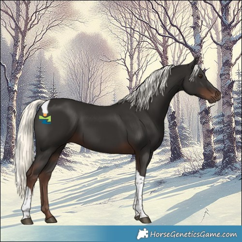 Horse Color:Liver Chestnut Mushroom Tobiano Rabicano 