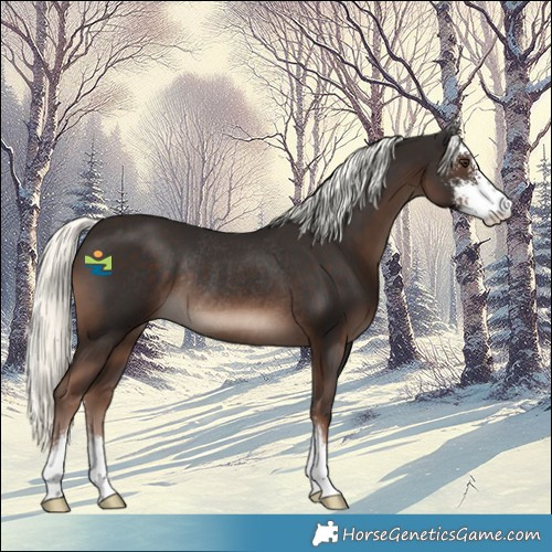 Horse Color:Liver Chestnut Mushroom Sabino Rabicano 