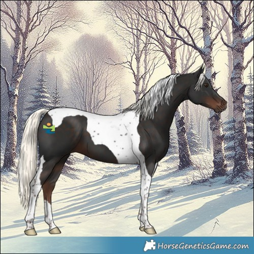 Horse Color:Liver Chestnut Mushroom Tobiano