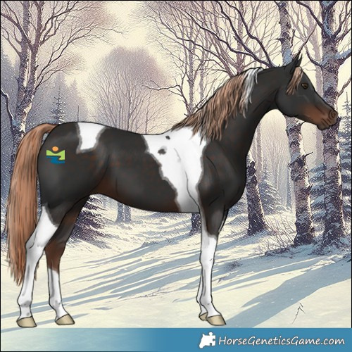 Horse Color:Liver Chestnut Tobiano