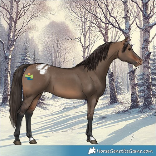 Horse Color:Bay Dun Varnish 