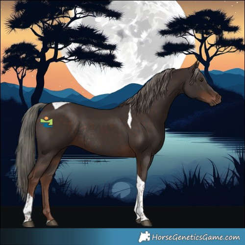 Horse Color:Liver Chestnut Mushroom Tobiano Rabicano 
