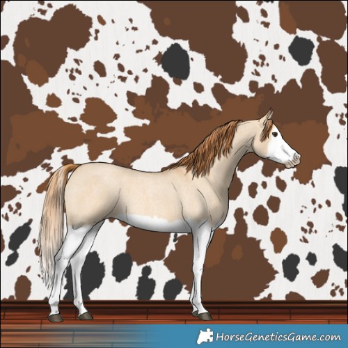 Horse Color:Red Dun Roan Splash Frame Rabicano 