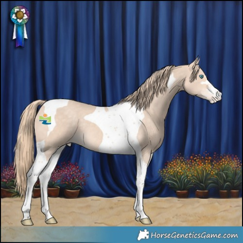 Horse Color:Perlino Tobiano Appaloosa