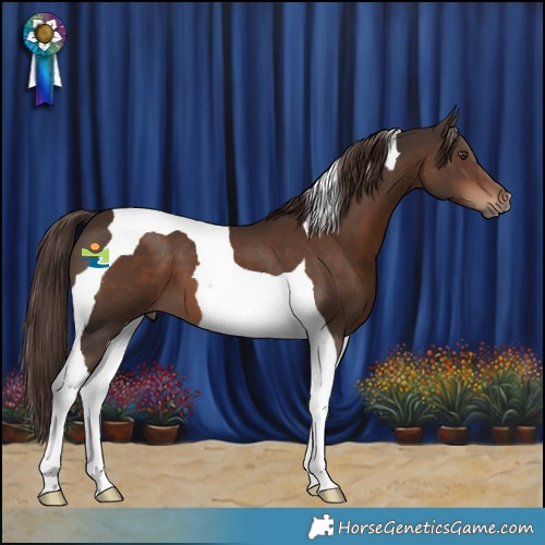 Horse Color:Liver Chestnut Tobiano