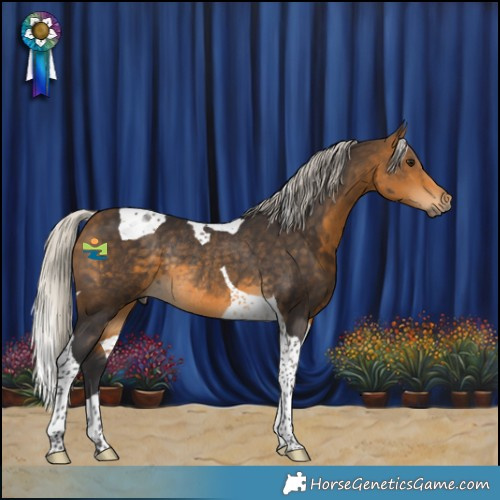 Horse Color:Silver Buckskin Tobiano Rabicano