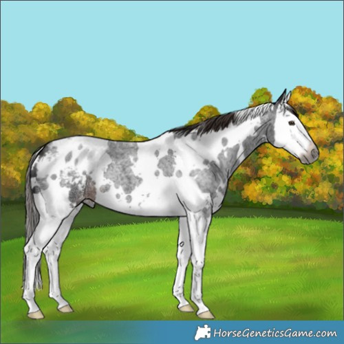 Horse Color:Gray White Spotted Liver Red Roan Splash Varnish 