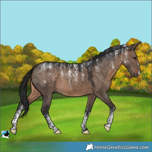 Horse Color:Powder White Brown Dun
