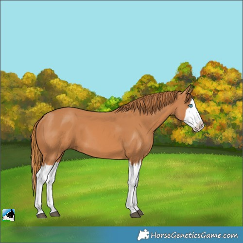 Horse Color:Unknown 