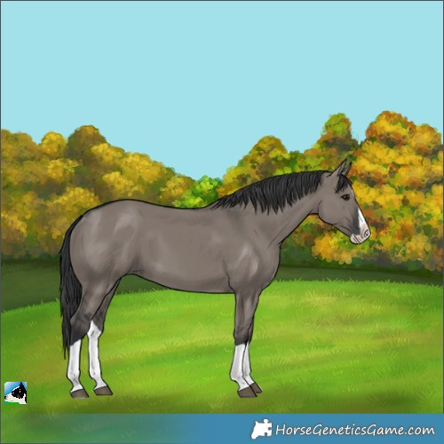 Horse Color:Unknown 