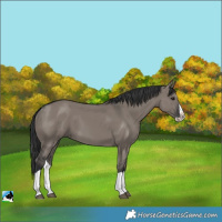 Horse Color:Unknown 