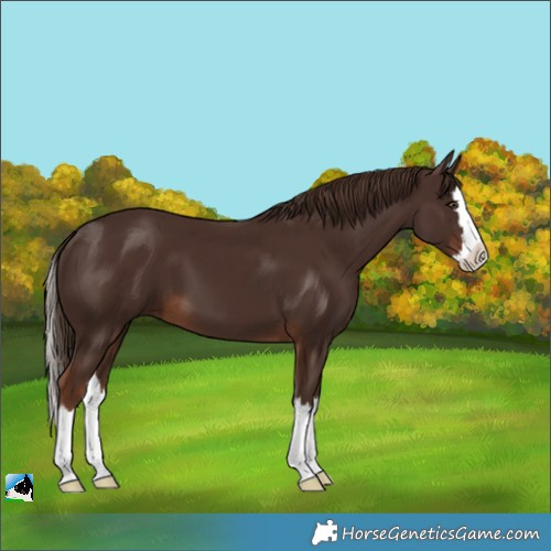 Horse Color:Liver Chestnut Splash 