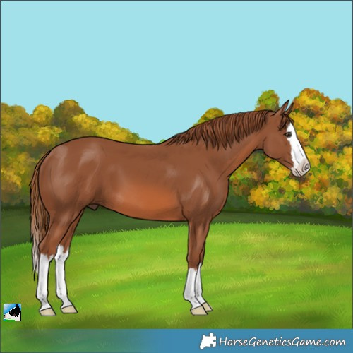 Horse Color:Chestnut Splash 