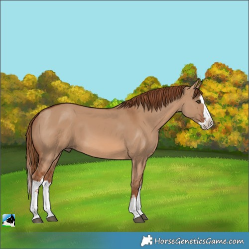 Horse Color:White Spotted Red Dun Splash 