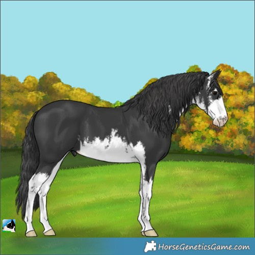 Horse Color:White Spotted Black
