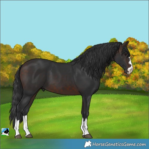 Horse Color:Brown 
