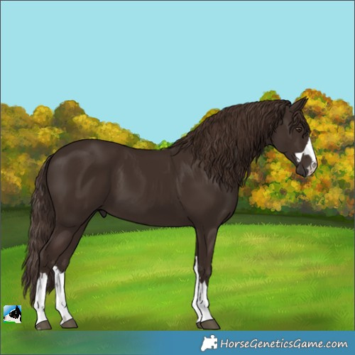 Horse Color:Liver Chestnut 