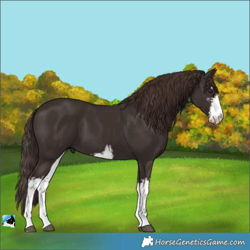 Horse Color:White Spotted Liver Chestnut 