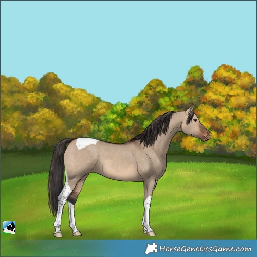 Horse Color:Brown Dun Tobiano Skewed LP Spotted 
