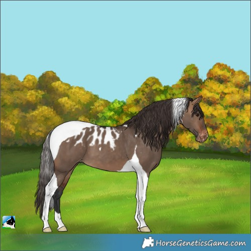 Horse Color:Bay Dun Tobiano Skewed Appaloosa
