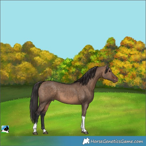 Horse Color:Brown Dun Tobiano Skewed LP Spotted 