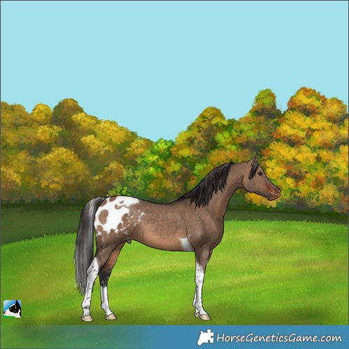 Horse Color:Brown Dun Tobiano Skewed LP Spotted