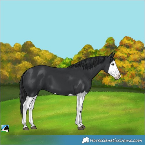 Horse Color:Unknown 