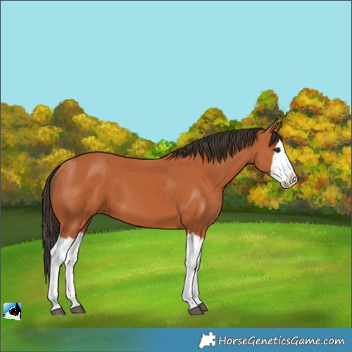 Horse Color:Unknown 