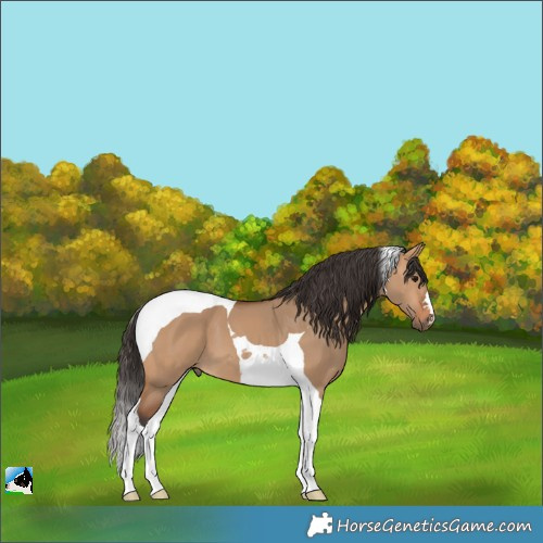 Horse Color:Bay Dun Tobiano