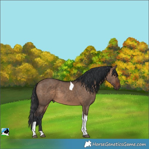 Horse Color:Brown Dun Tobiano 