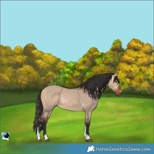 Horse Color:Bay Dun Tobiano 