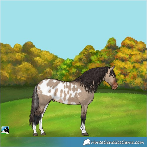Horse Color:Bay Dun Tobiano Skewed LP Spotted 