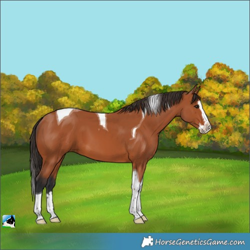 Horse Color:Bay Splash Tobiano