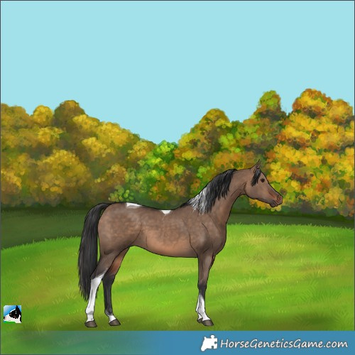 Horse Color:Brown Dun Tobiano