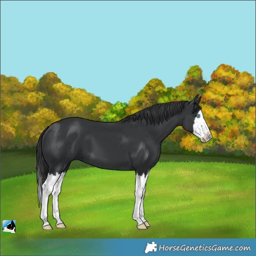 Horse Color:Black Splash