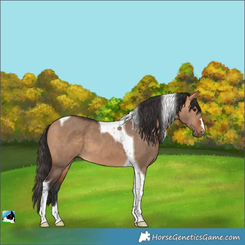 Horse Color:Bay Dun Tobiano